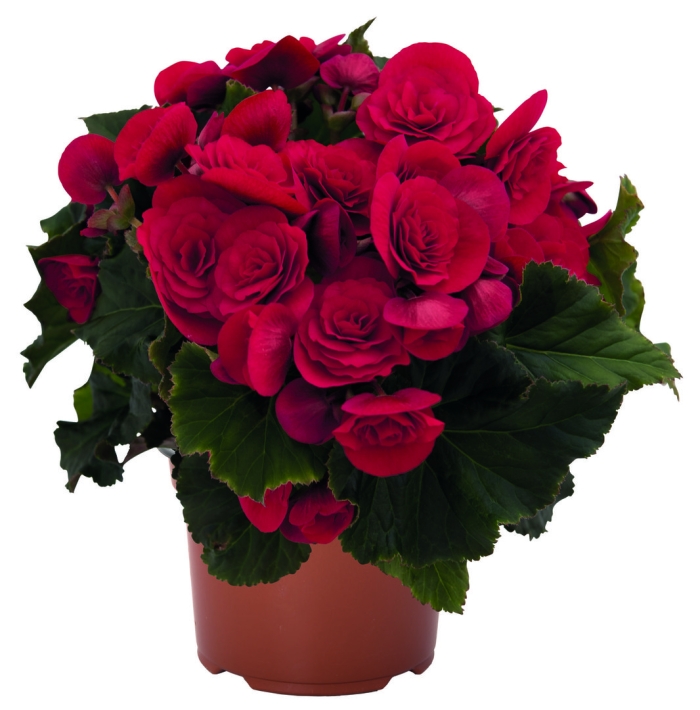 Бегония элатиор красная