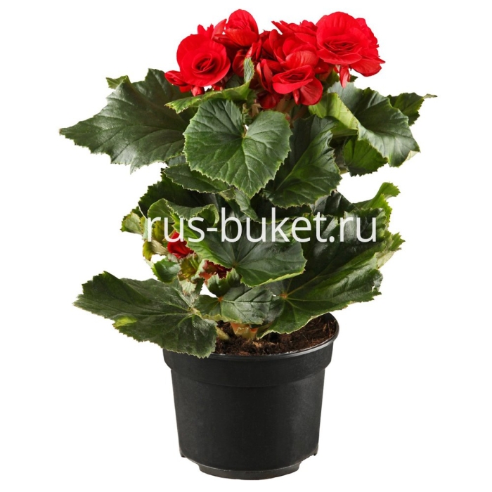 Комнатное растение бегония