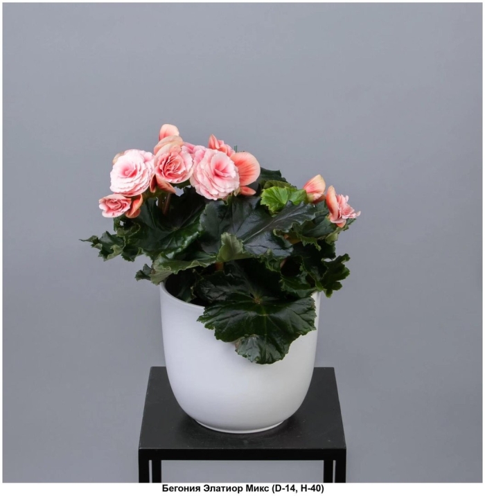 Бегония элатиор бориас