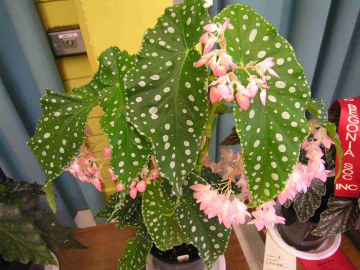 Бегония макулата пятнистая