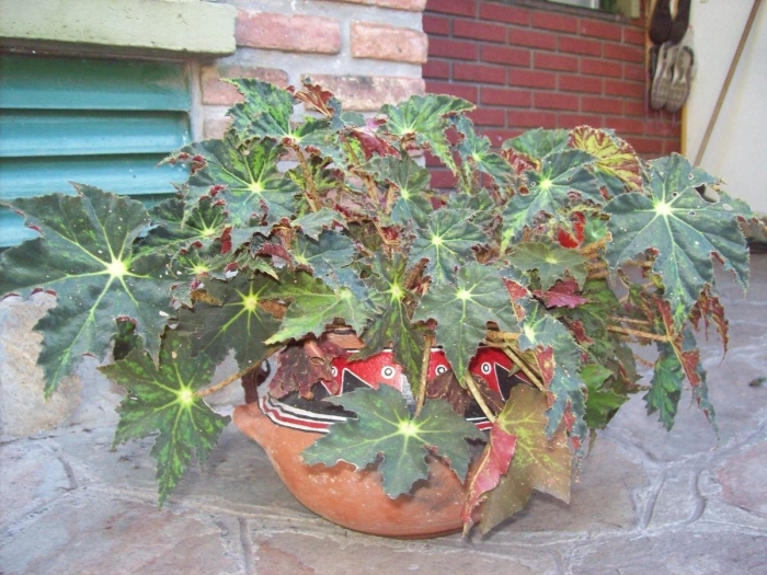 Бегония бауэра клеопатра