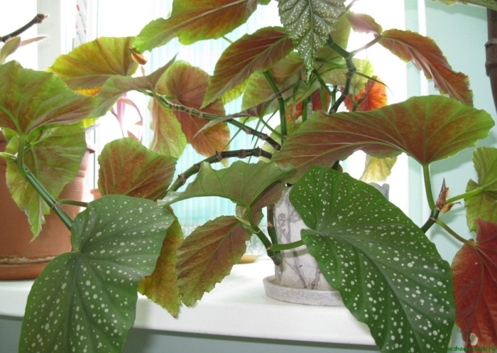 Бегония листья в крапинку