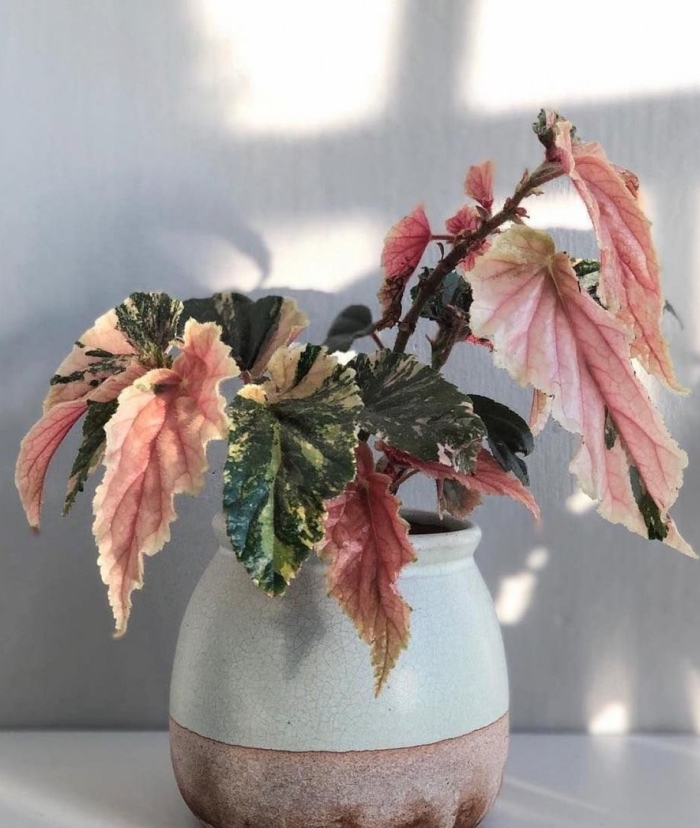 Бегония cracklin rosie