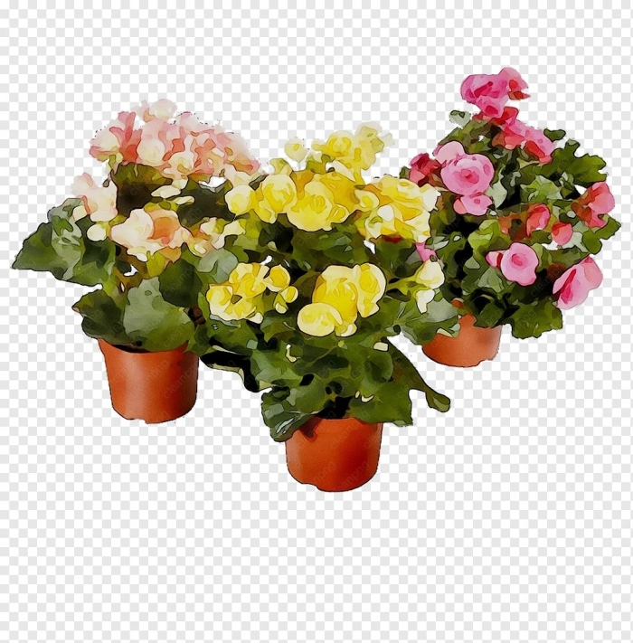 Бегония микс