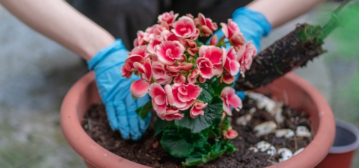 Клубневая бегония