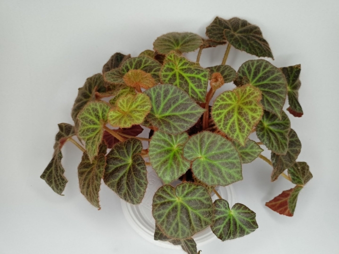 Бегонии лиственные