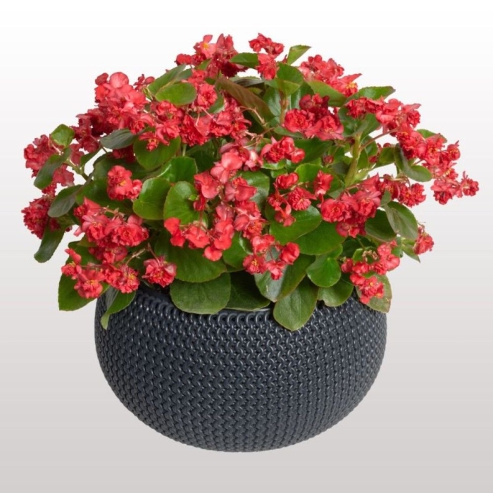 Бегония семперфлоренс begonia semperflorens