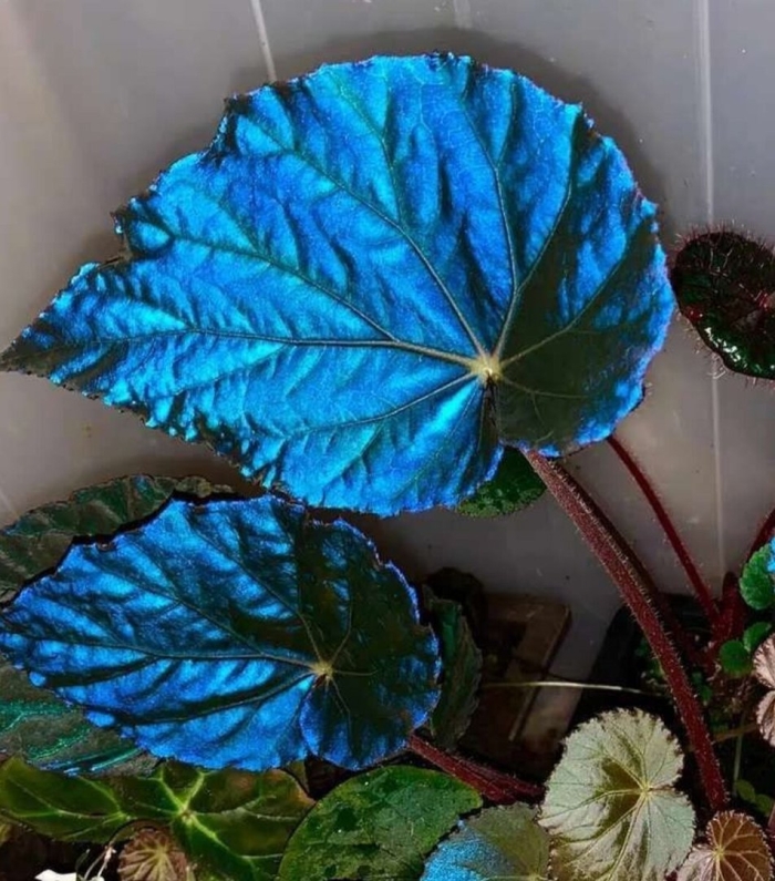 Бегония pavonina