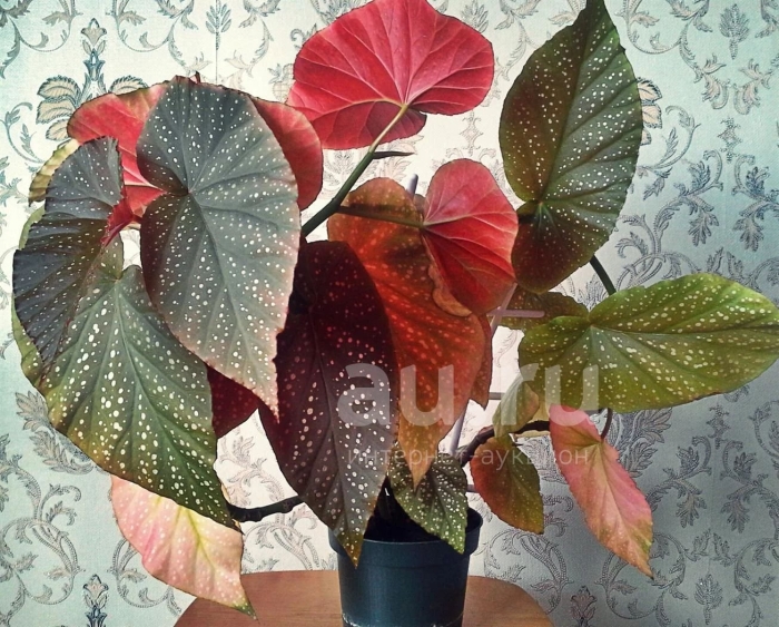 Бегония corallina lucerna