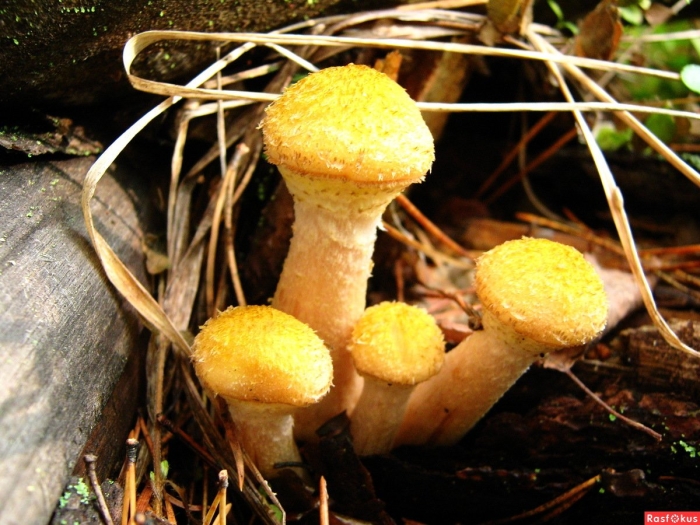 Опята желтые съедобные