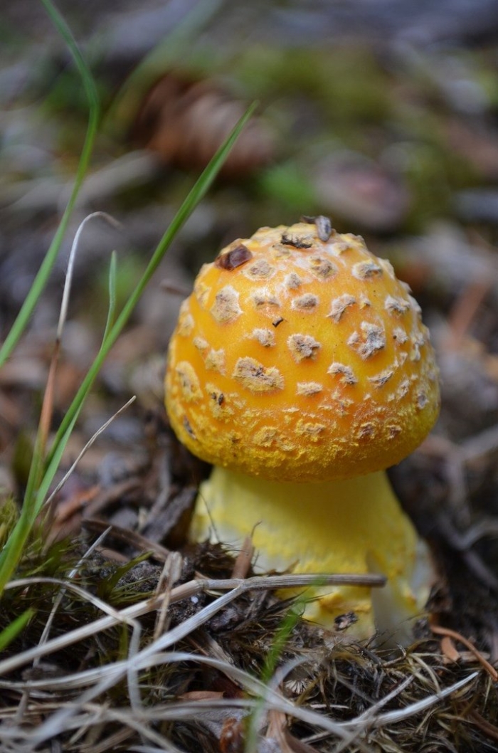 Amanita muscaria