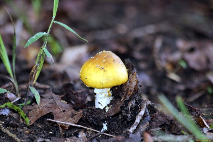 Гриб amanita gemmata