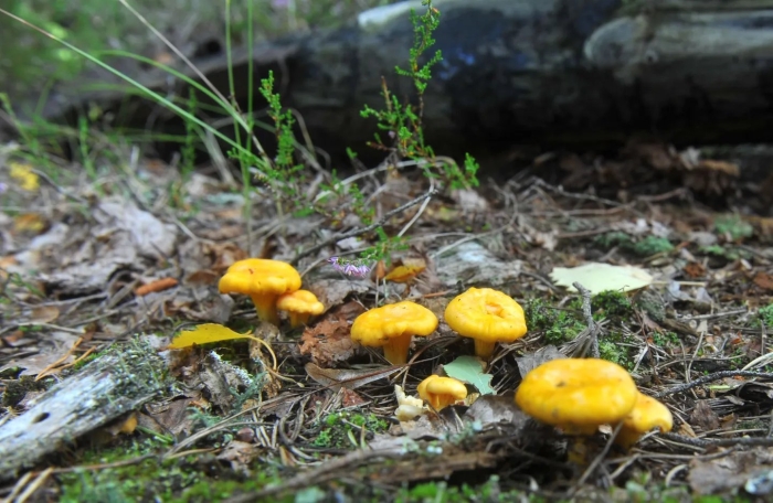 Лисичка в лесу