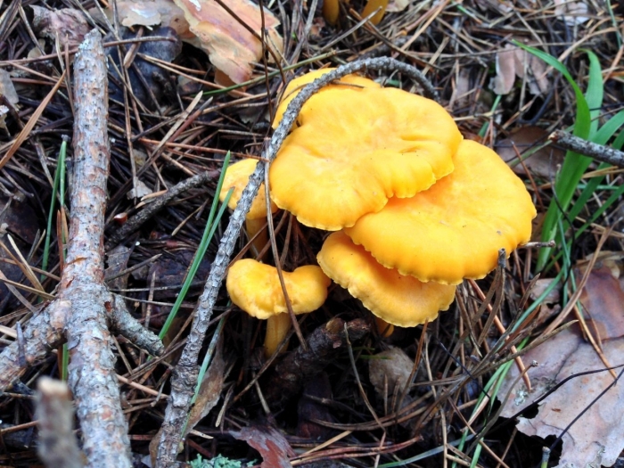 Лисичка обыкновенная гриб