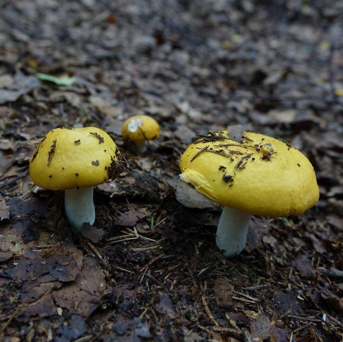 Грибы сыроежки желтые