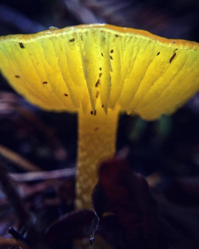 Жёлтые грибы