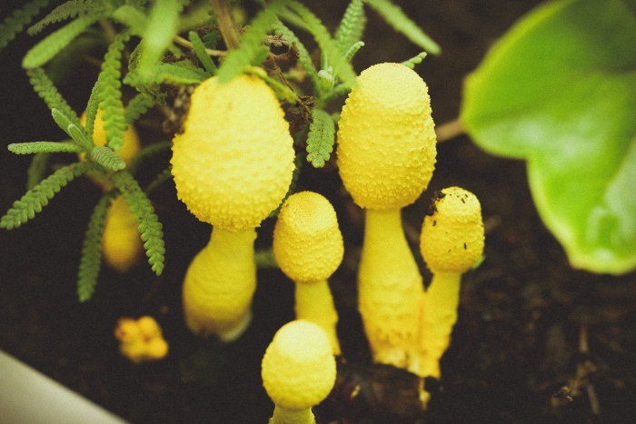 Yellow houseplant mushroom