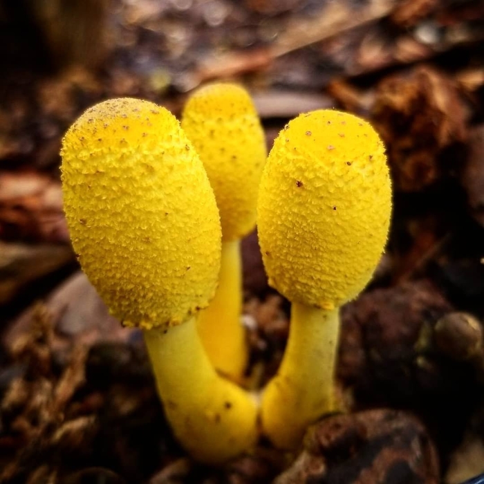 Гриб желтого цвета