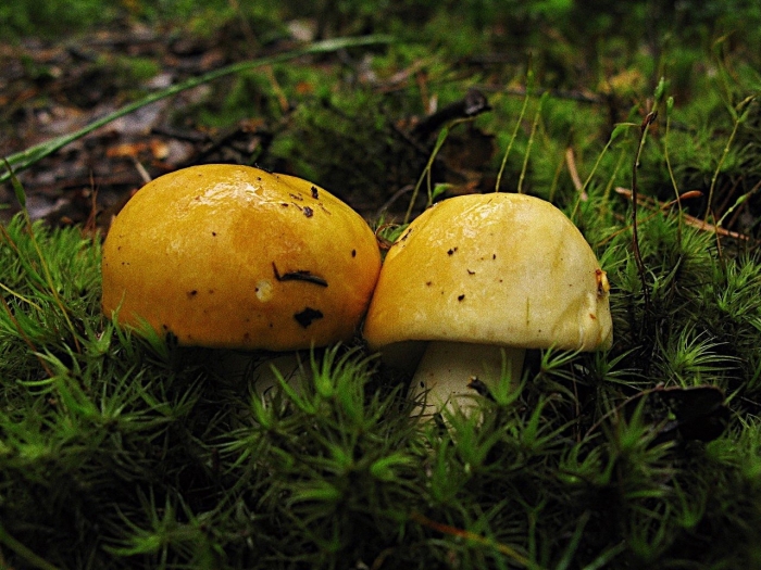 Сыроежка желтая съедобная