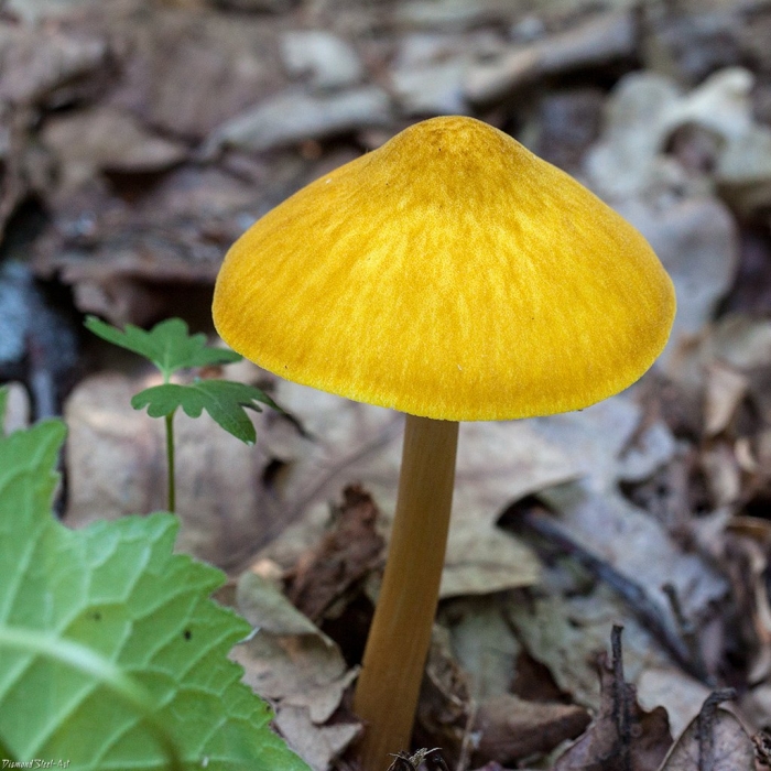 Гриб плютей жёлтый