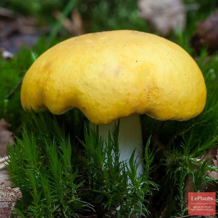 Грибы сыроежки желтые