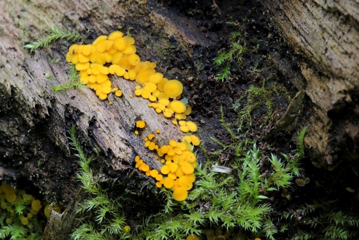 Биспорелла лимонная гриб