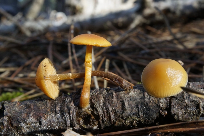 Галерина окаймленная