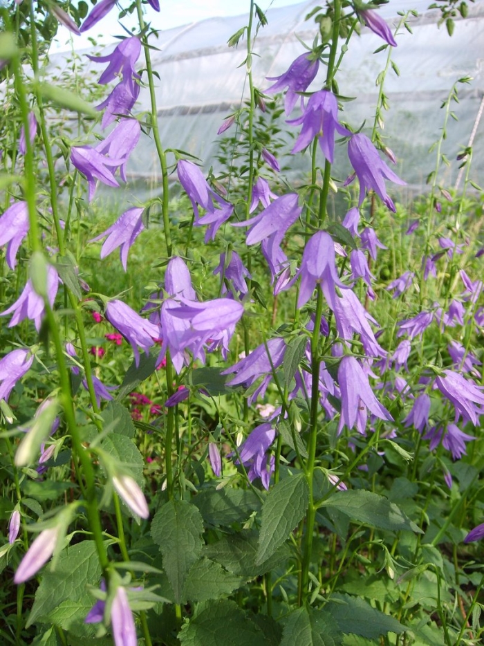 Колокольчик широколистный