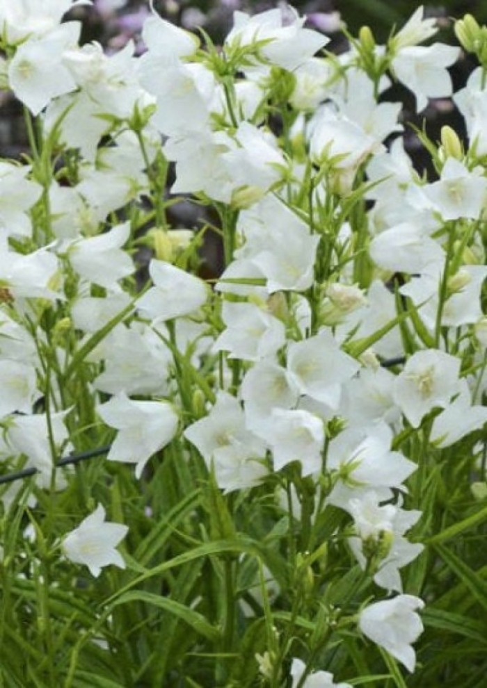 Колокольчик персиколистный (campanula persicifolia)
