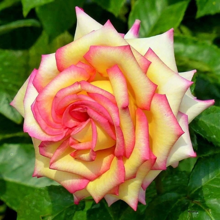 Роза амбианс