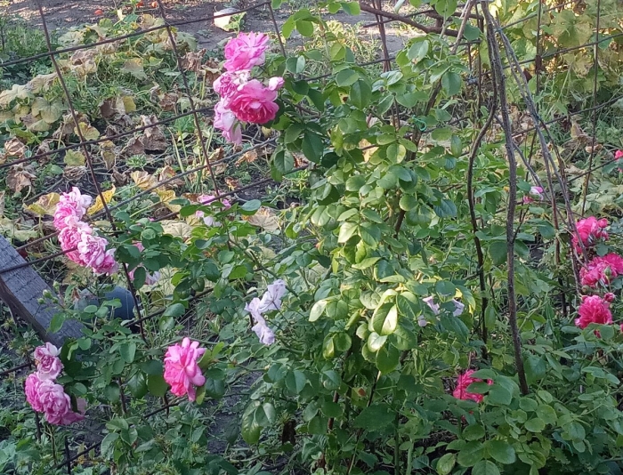 Фрагецайхен роза плетистая