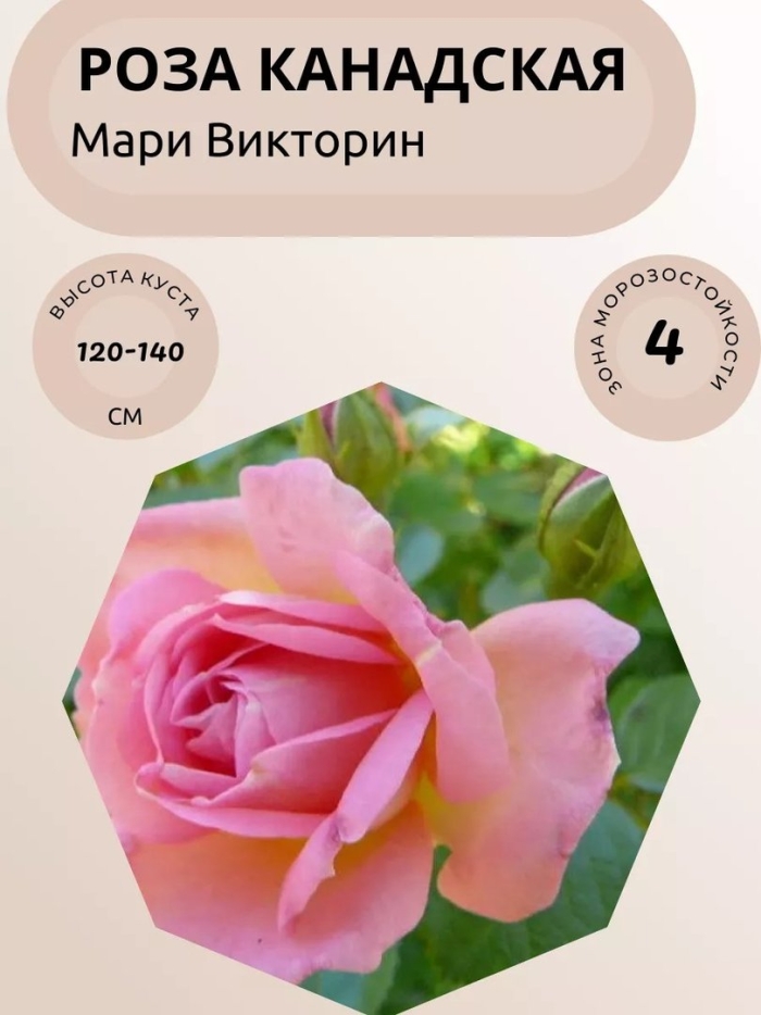 Мари викторин роза канадская