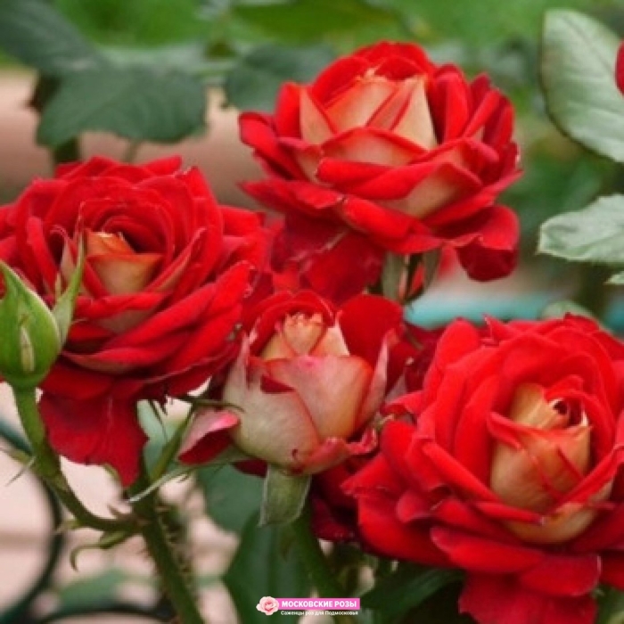 Роза чайно-гибридная нью фейшен