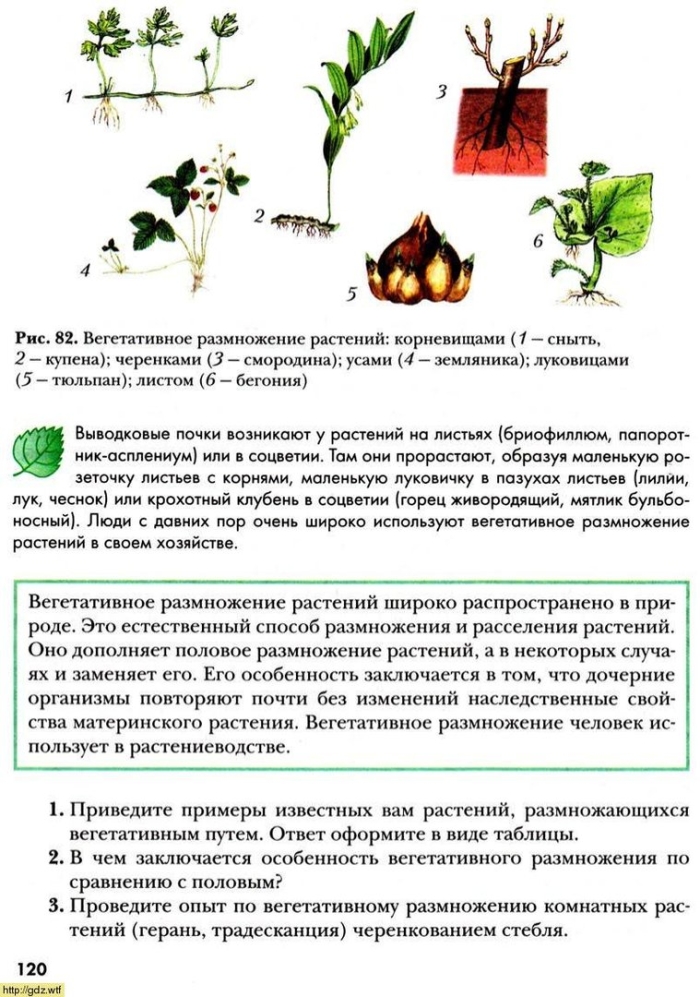 Вегетативное размножение растений