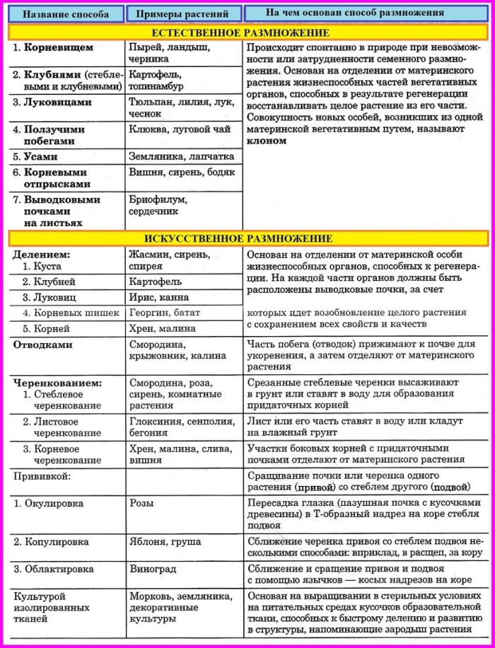 Вегетативное размножение способы вегетативного размножения таблица
