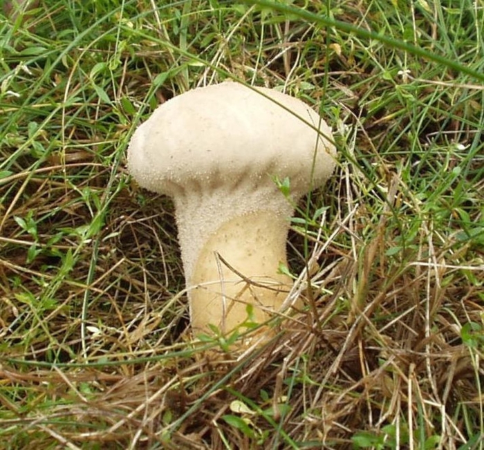 Головач продолговатый calvatia excipuliformis
