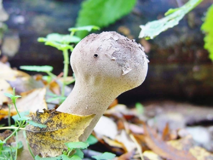 Гриб дождевик шиповатый съедобный