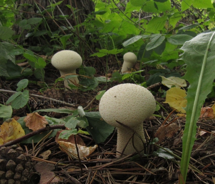 Головач продолговатый calvatia excipuliformis