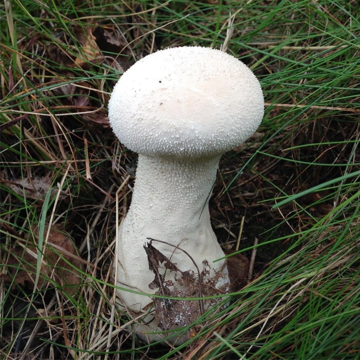 Гриб дождевик съедобный