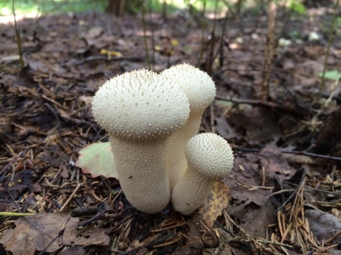 Дождевик гриб