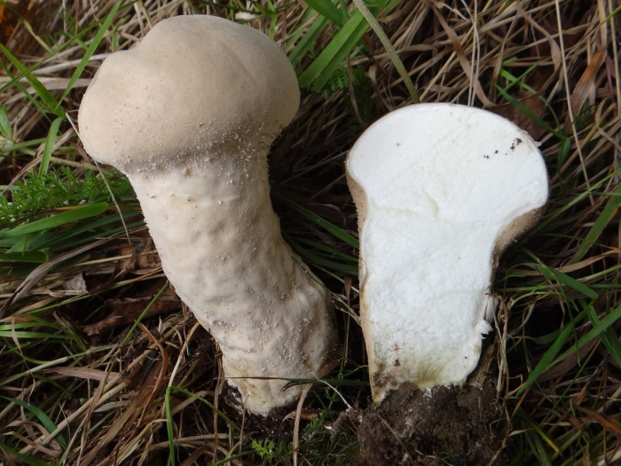 Leccinum percandidum