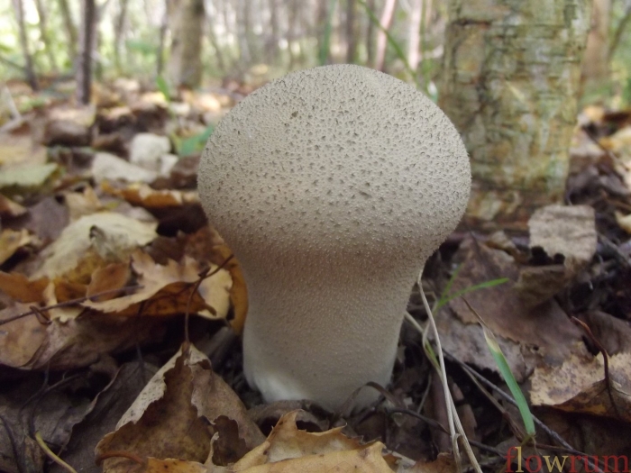 Гриб дождевик головач продолговатый