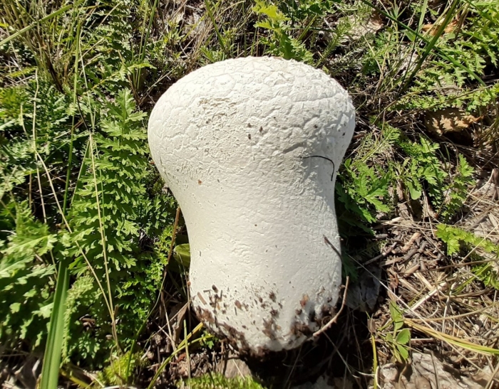 Головач продолговатый calvatia excipuliformis
