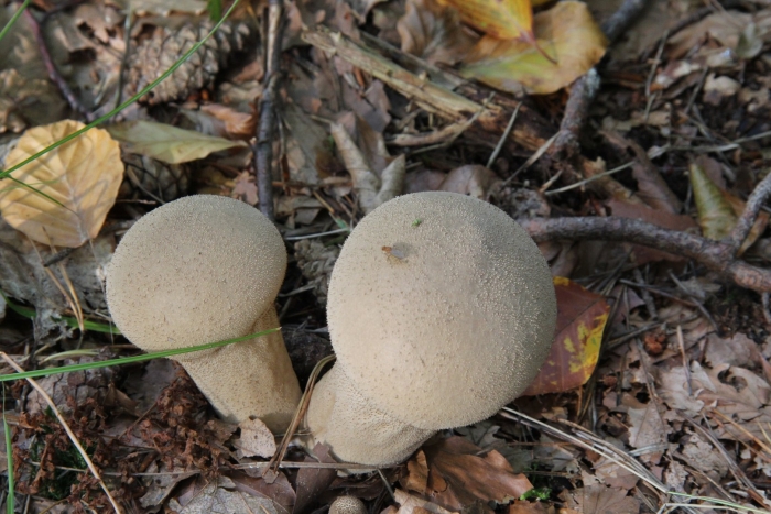 Головач продолговатый lycoperdon excipuliforme