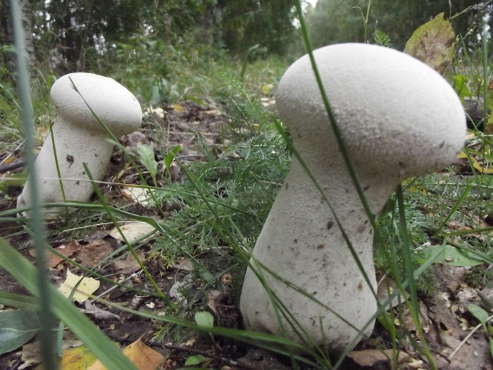 Головач продолговатый