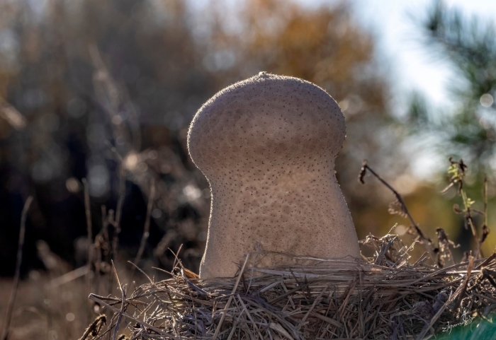 Гриб дождевик головач