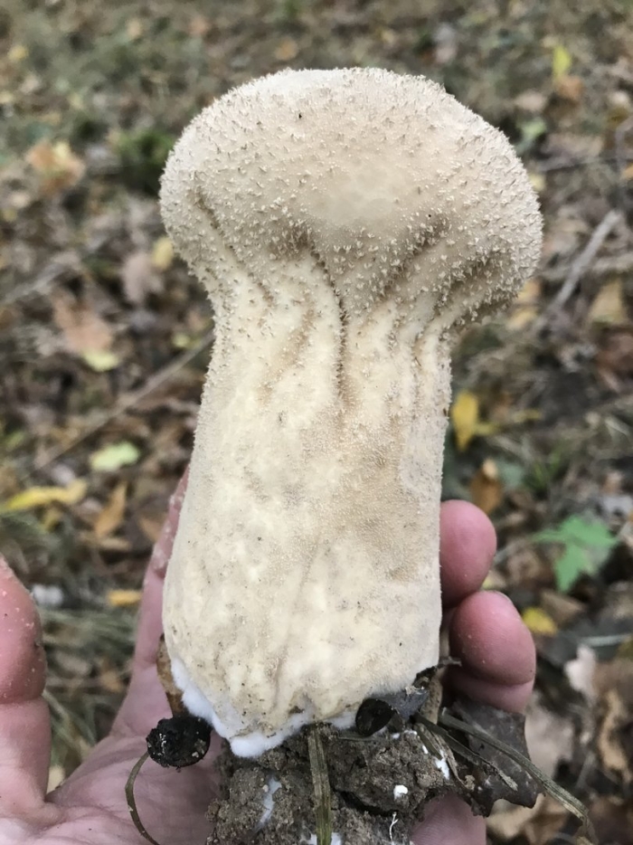 Головач продолговатый гриб