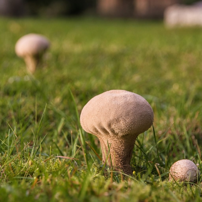 Гриб дождевик головач