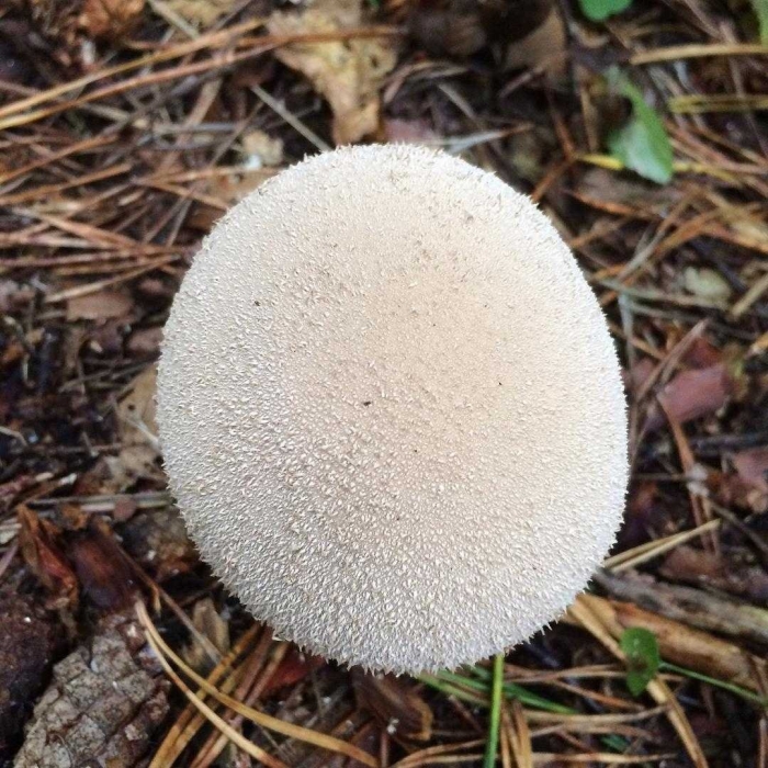 Головач продолговатый гриб