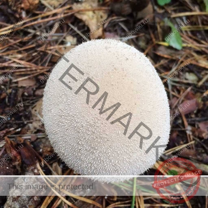 Гриб дождевик шиповатый луговой